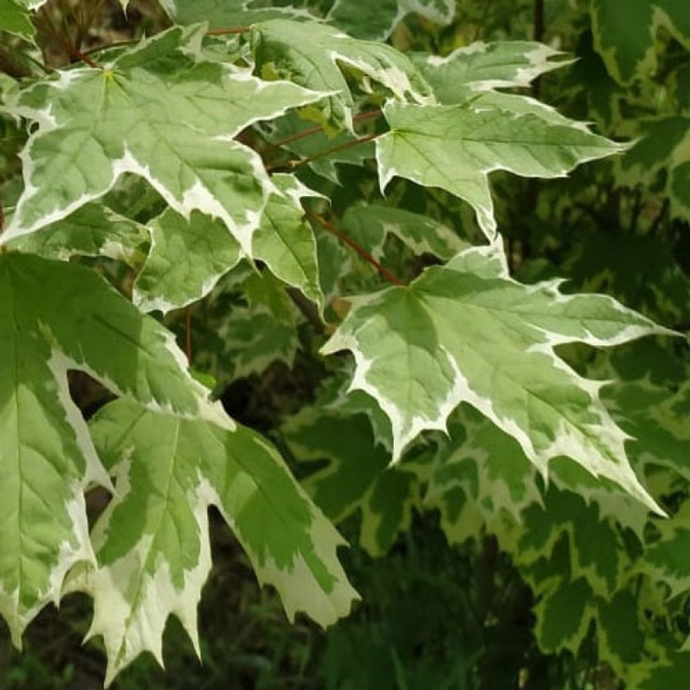 Клен остролистный Друммонди С30 250-300