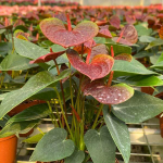 Антуриум Андрэ ESSENCIA