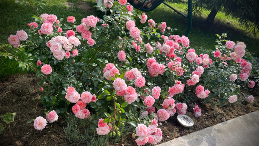 Розы Пируэт штамб 140 см Закупка М21 весна 2026