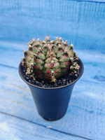Gymnocalycium T-Rex Pink hybrid (Гимнокалициум T-rex)