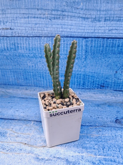 Euphorbia Debilispina (Эуфорбия)