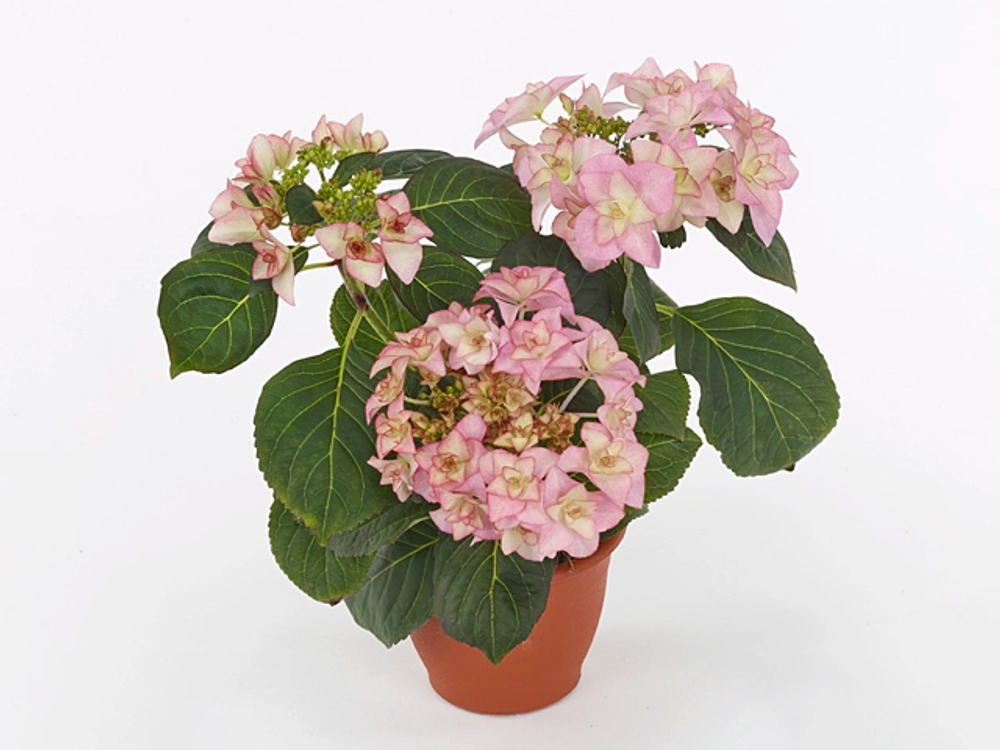 Fay/Фэй ( Стандарт поставки Р9)2025г.