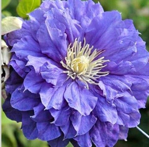 Клематис крупноцветковый Кири Те Канава