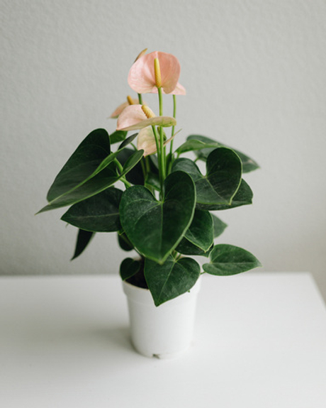 Антуриум Андре розовый