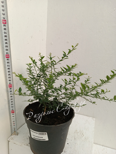 Микроцитрус Австралазика