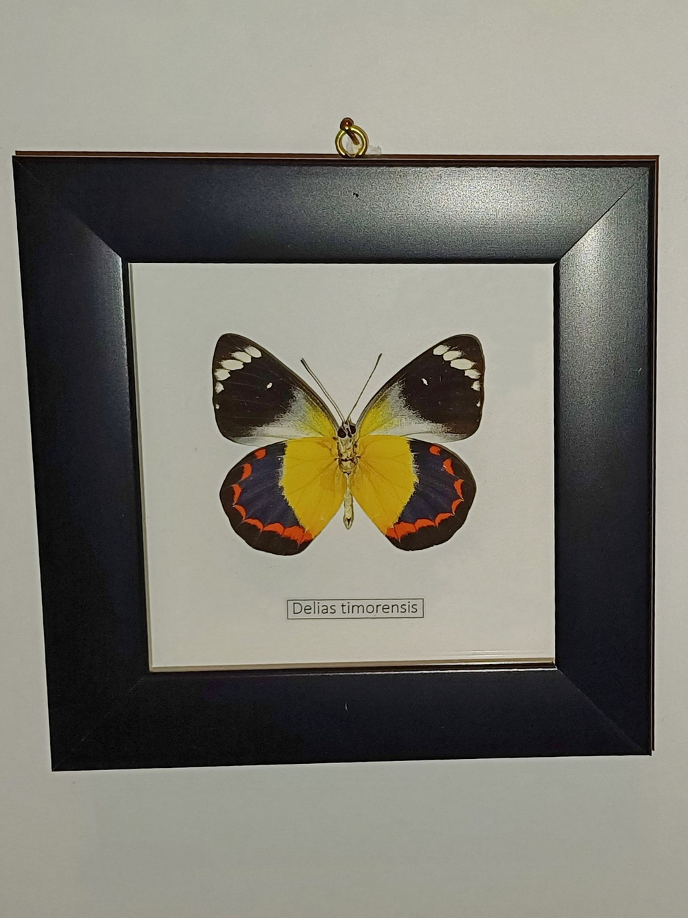 Бабочка Delias timorensis в рамке
