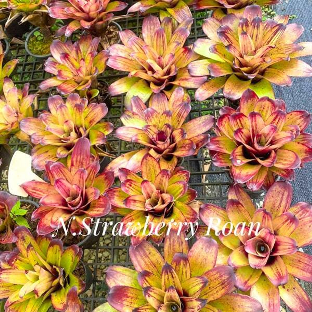 Неорегелия STRAWBERRY ROAN (T122)