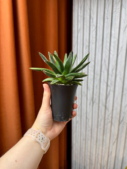 Агава Виктория Регина, D9см Н20см, 1шт, Urban Jungle (7583)