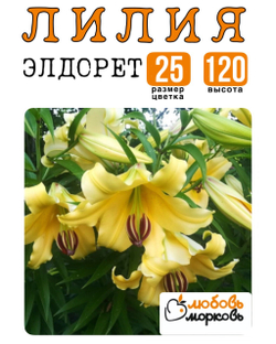 Лилия Луковица, Элдорет, ОТ-гибрид, 1 шт