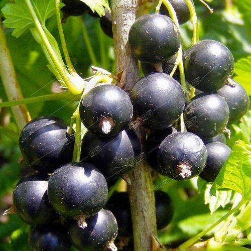 Смородина черная Сибирская