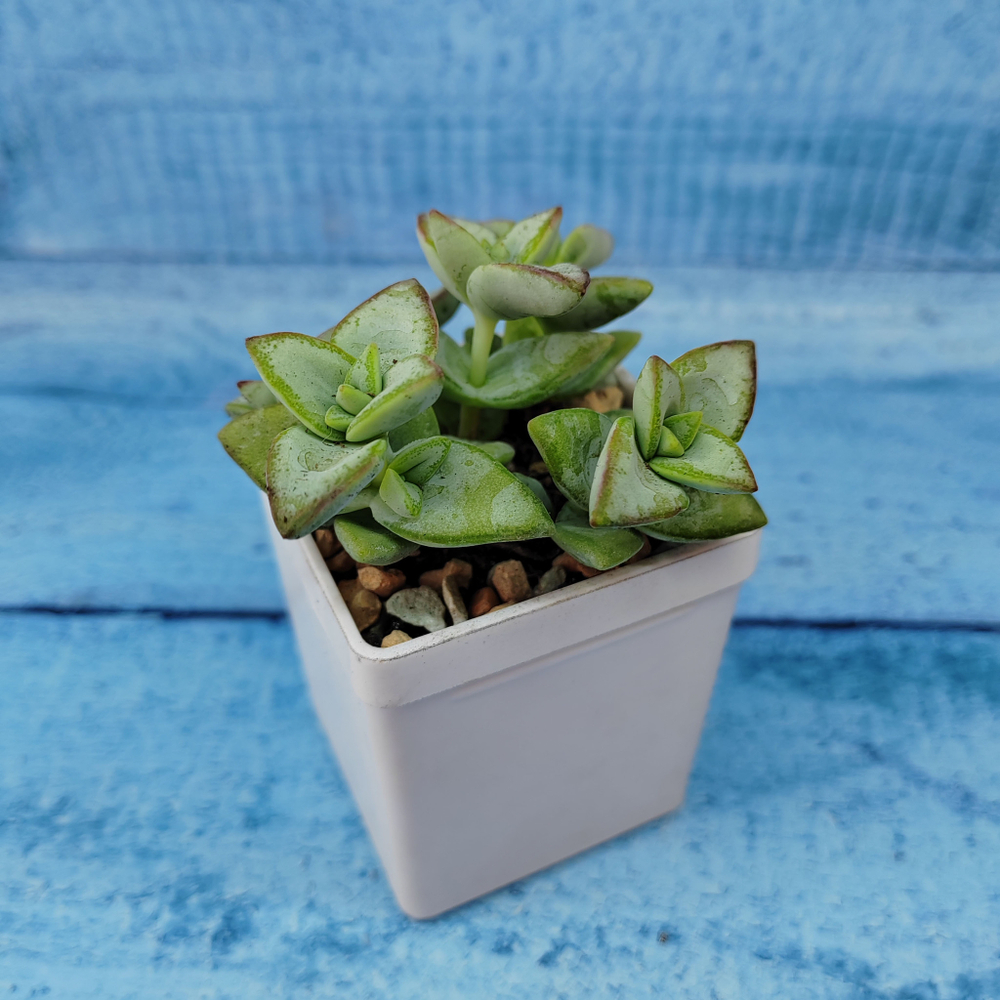 Crassula Rupestris (Крассула)