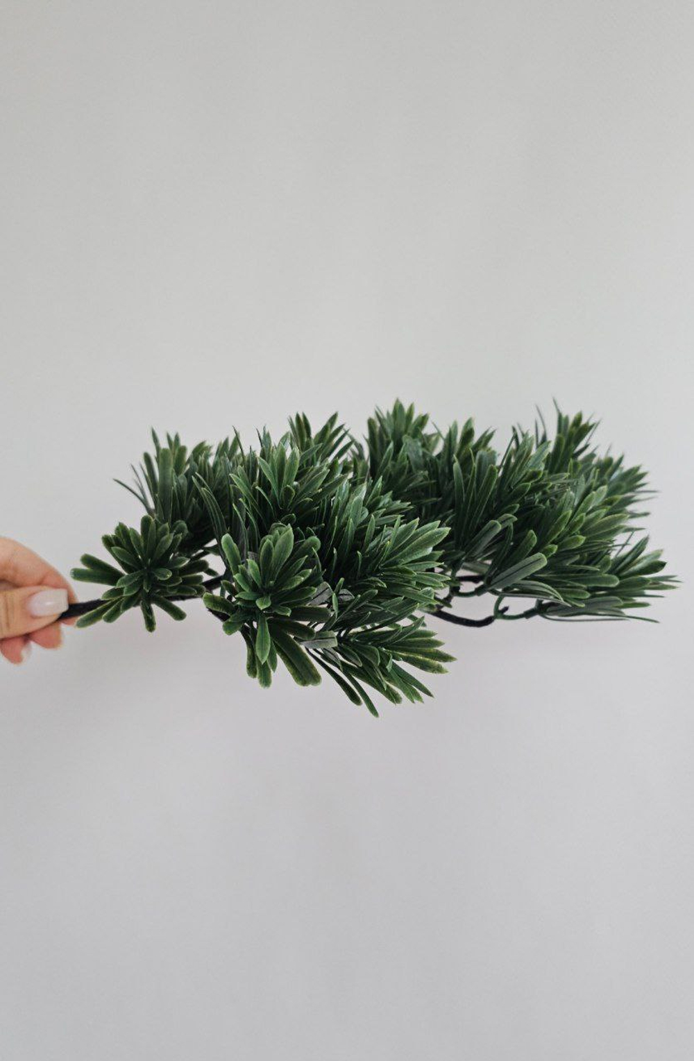 Бонсай подокарпус / Арт 5033