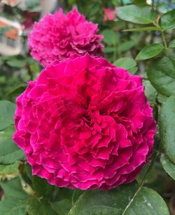 Рамукан (Ramukan)