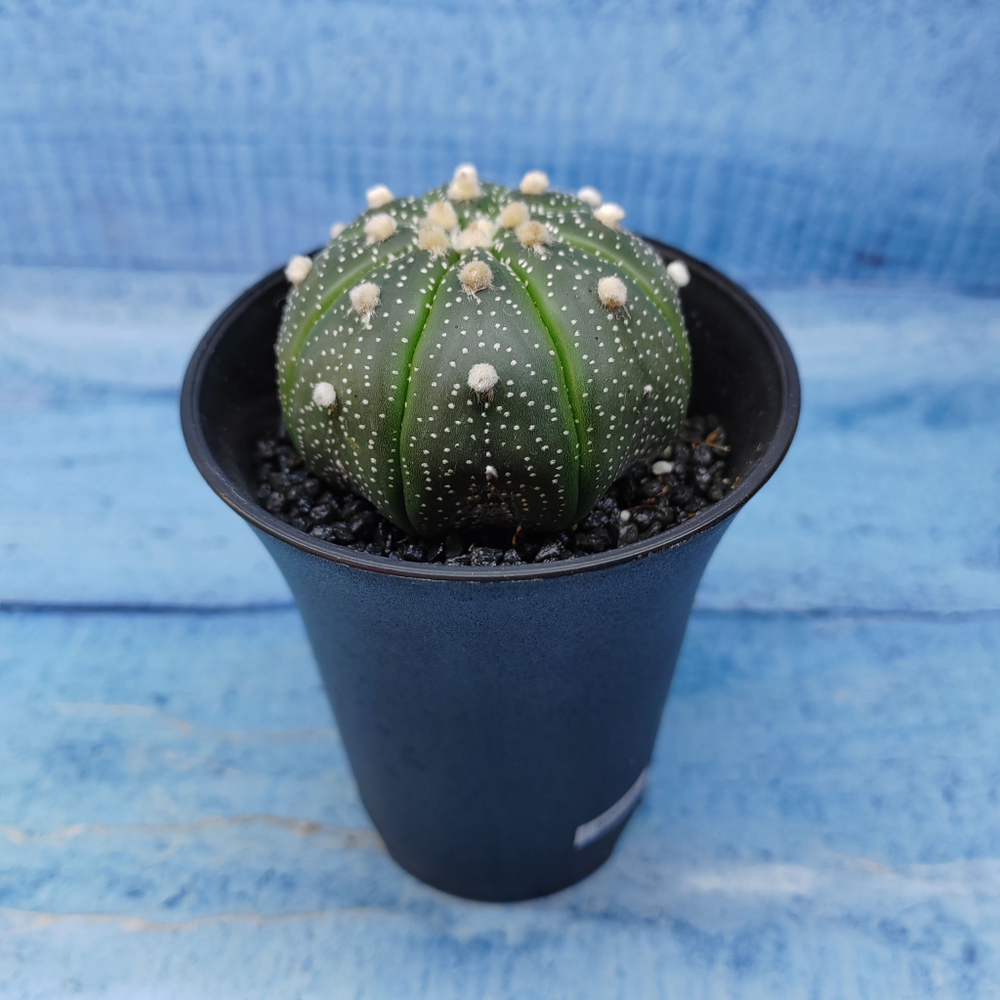 Astrophytum Asterias (Астрофитум)