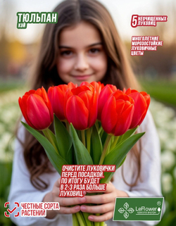 Тюльпан Луковица, Кэй 5 шт