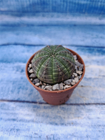 Euphorbia Obesa (Эуфорбия)