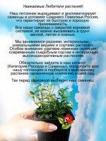 Смолевка Силки Вайт ампельная почвопокровная