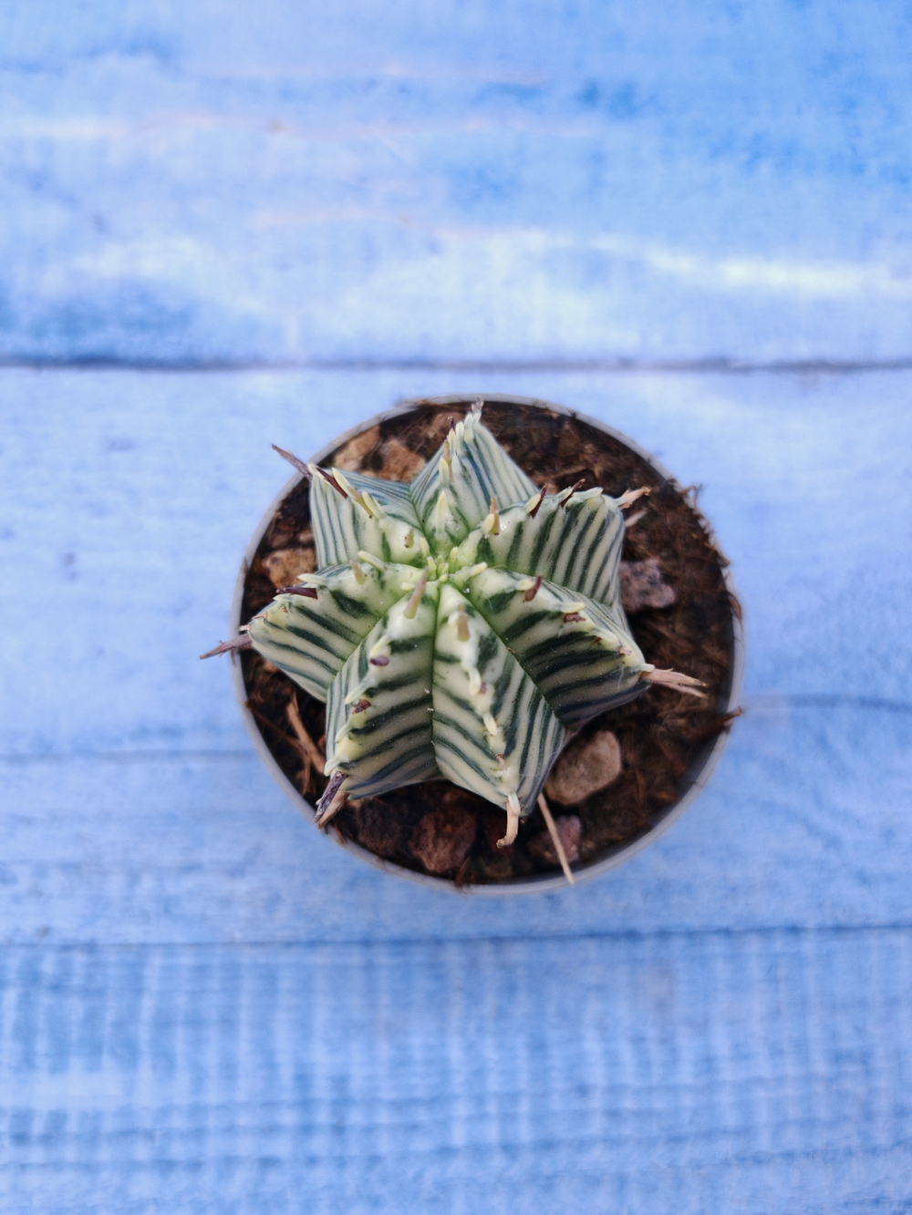 Euphorbia meloformis f. Variegated (Эуфорбия вариегатная)