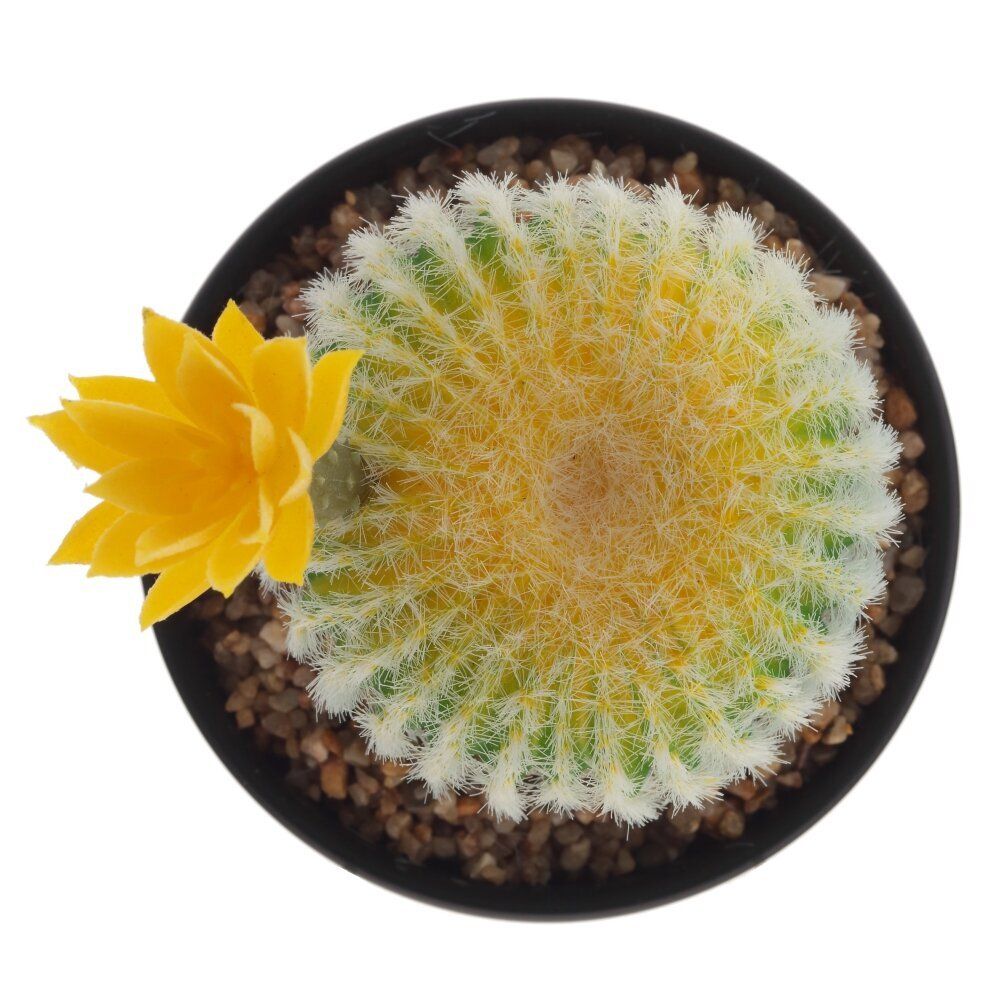 GAEM Цветочная композиция "Кактус", L13 W13 H20 см