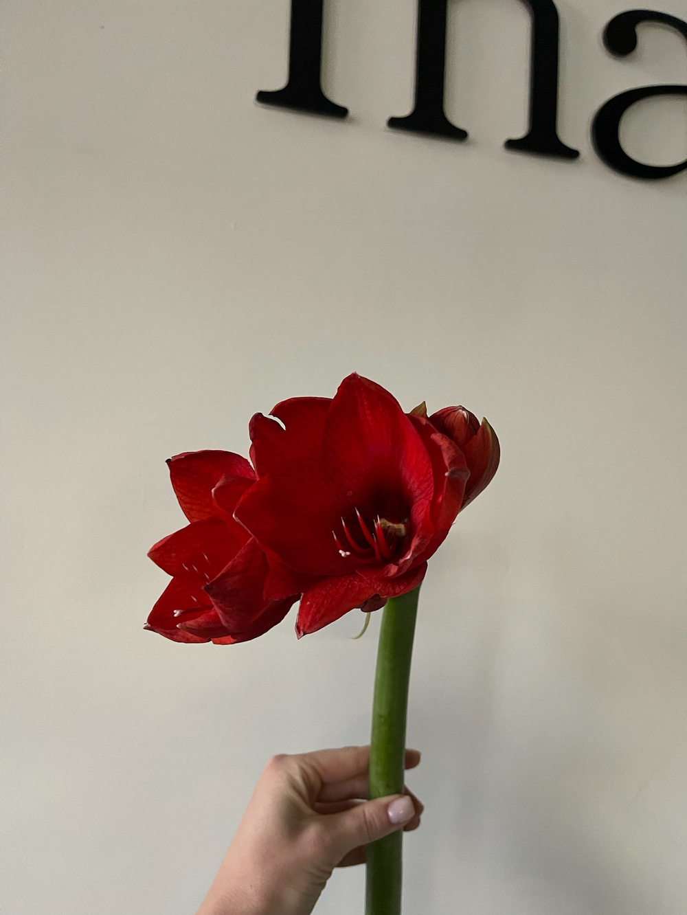 Амариллис красный