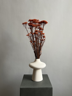 Озотамнус стабилизированный оранжевый