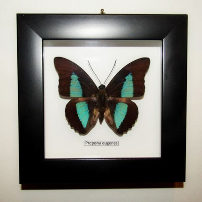 Бабочка Prepona eugenes в рамке