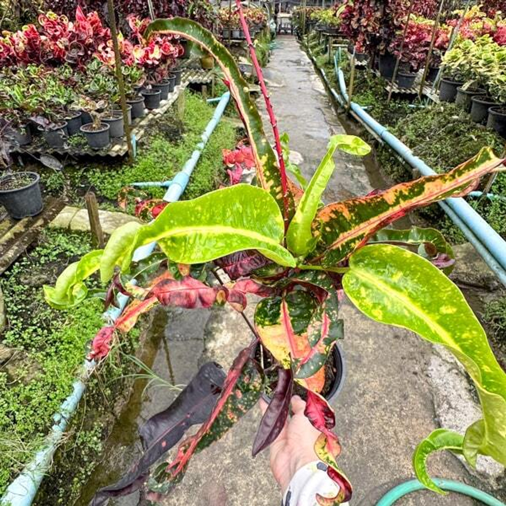Кротон SUPHANNAHONG (V89)