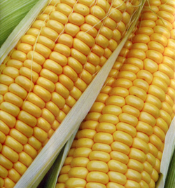 Кукуруза Свит Сириус F1 10шт Мировые Семена VITA GREEN