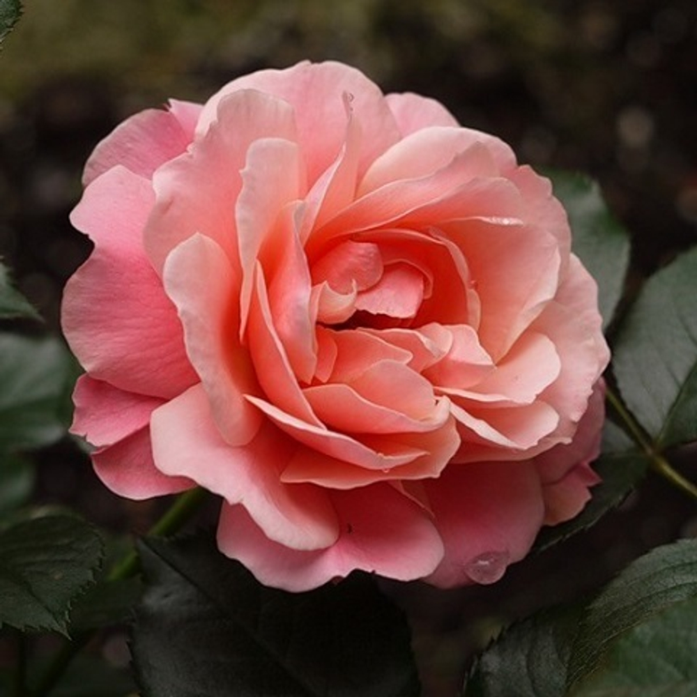 Роза флорибунда  Botticelli