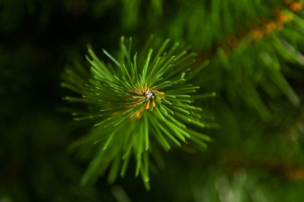 Triumph Tree ель "Альпийская" в мешочке зеленая 60 см