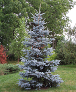 Ель колючая (голубая) Хупси В180-200