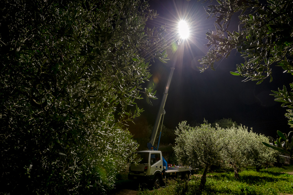 Оливковое масло CENTONZE Case Di Latomie, Biologico, Extra Virgin, темная бутылка, 1 л, Италия