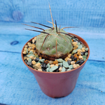 Tephrocactus Geometricus (Тефрокактус)
