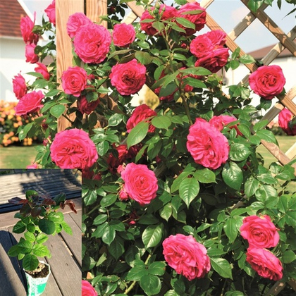 Роза Лагуна плетистая