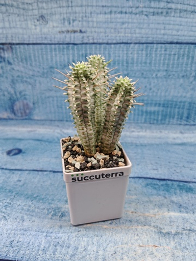 Euphorbia Mammillaris variegata (Эуфорбия)