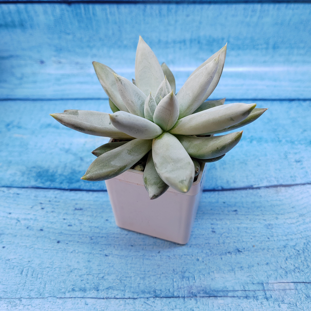 Echeveria Tolimanensis (Эхеверия)