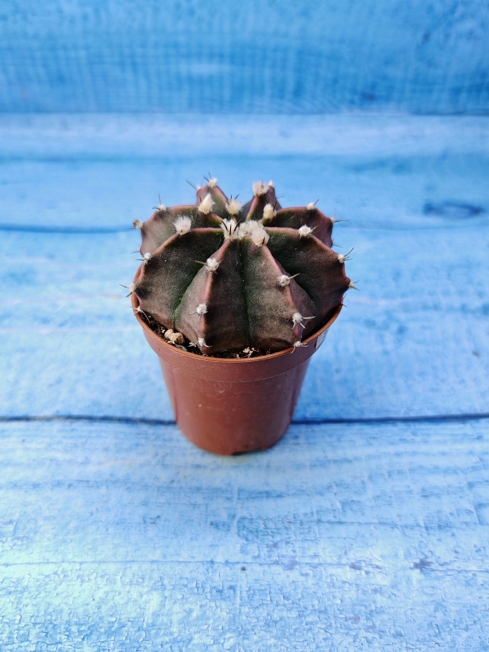 Gymnocalycium Friedrichii (Гимнокалициум)