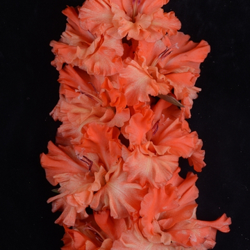 Гладиолус крупноцветковый Пятый Элемент