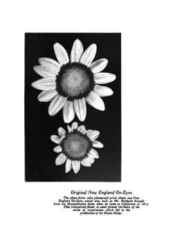 Luther Burbank: His Methods and Discoveries and Their Practical Application. Volume 2 | Luther Burbank