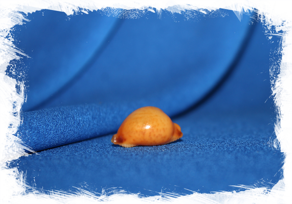 Пустулария бистринотата (Pustularia bistrinotata)