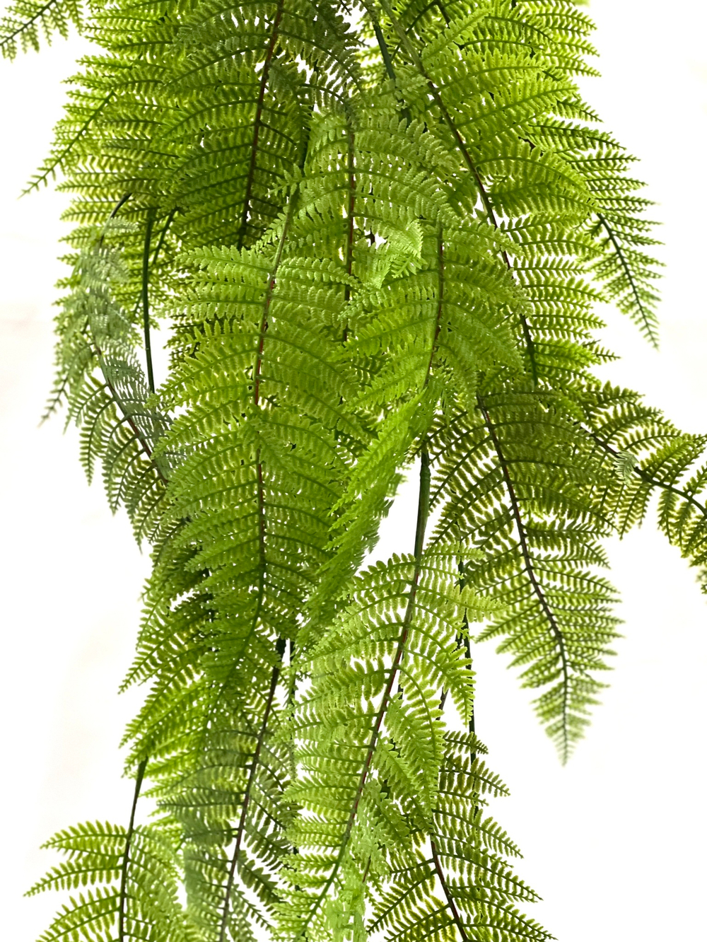 Папоротник многорядник 120 см