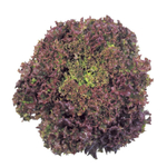 Революция семена салата лолло росса (Nunhems / Нюнемс)