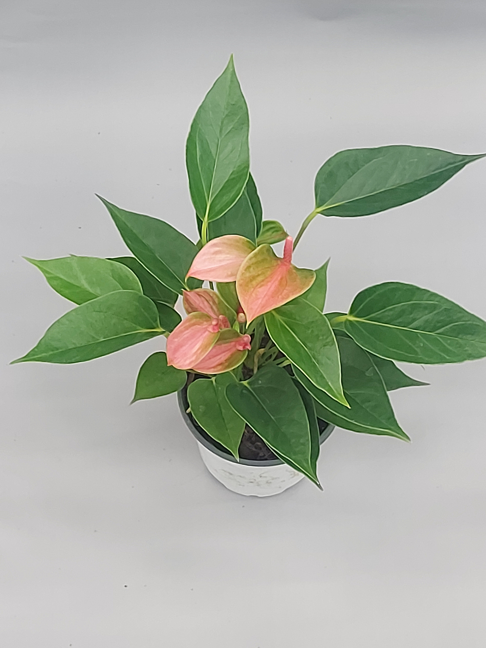 Антуриум Свит Дрим 11/30