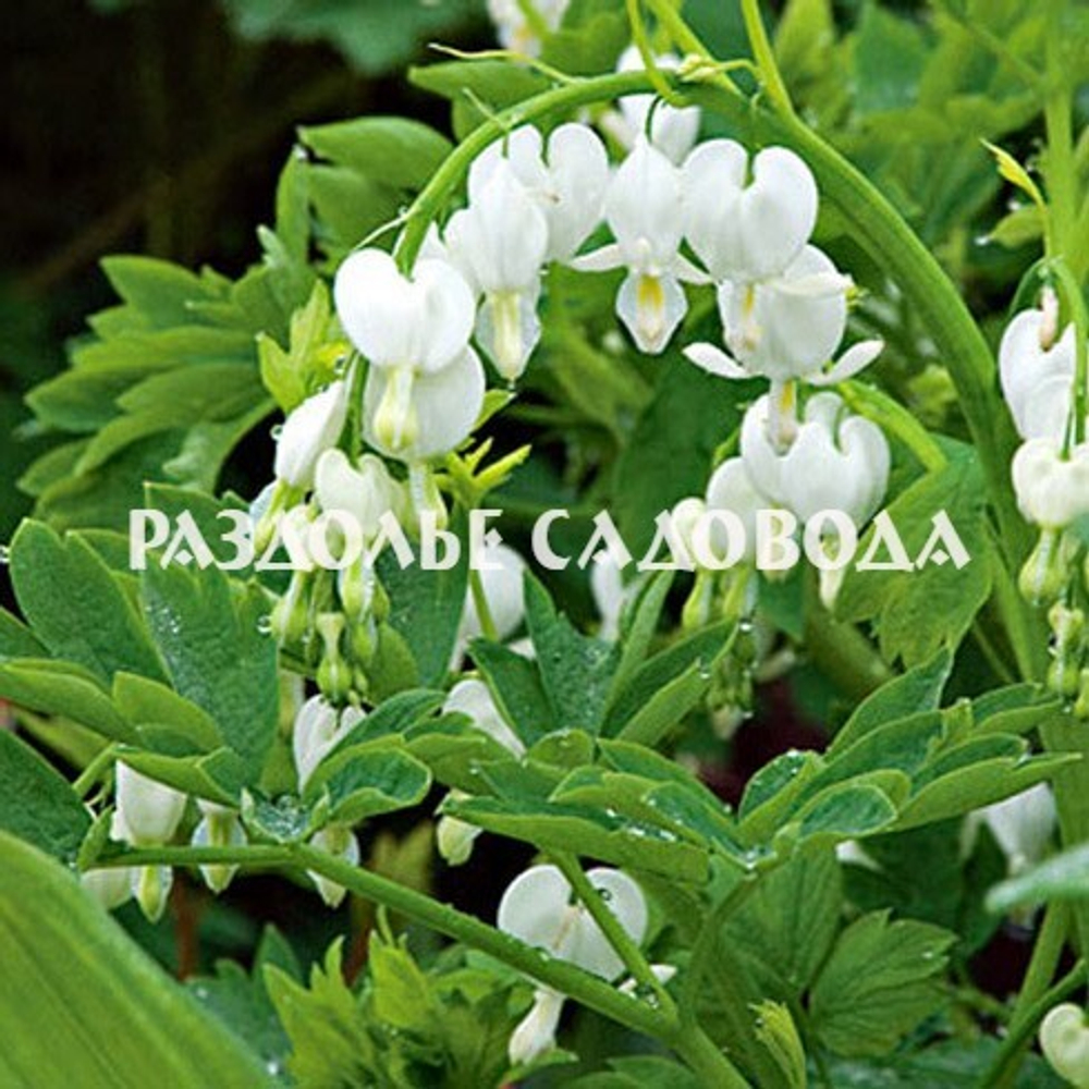 Дицентра великолепная Альба (горшок 3л)