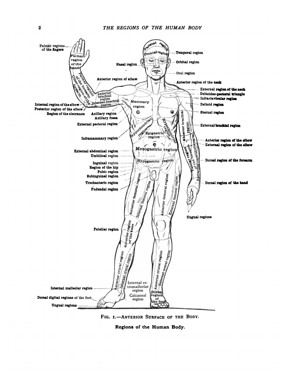 An atlas of human anatomy for students and physicians. (Sections 1—2) | Carl Toldt