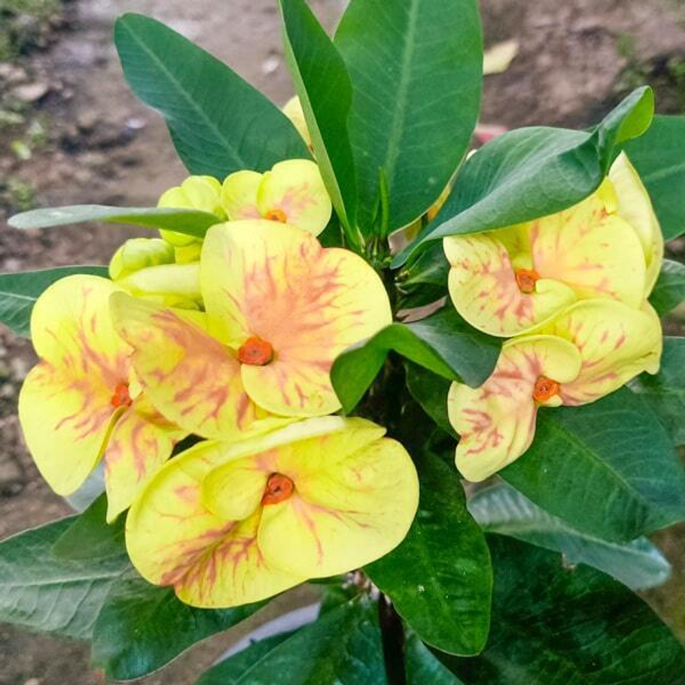 Эуфорбия Миля RUAY THONG