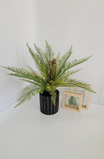 Папоротник Блехнум / Арт 6388