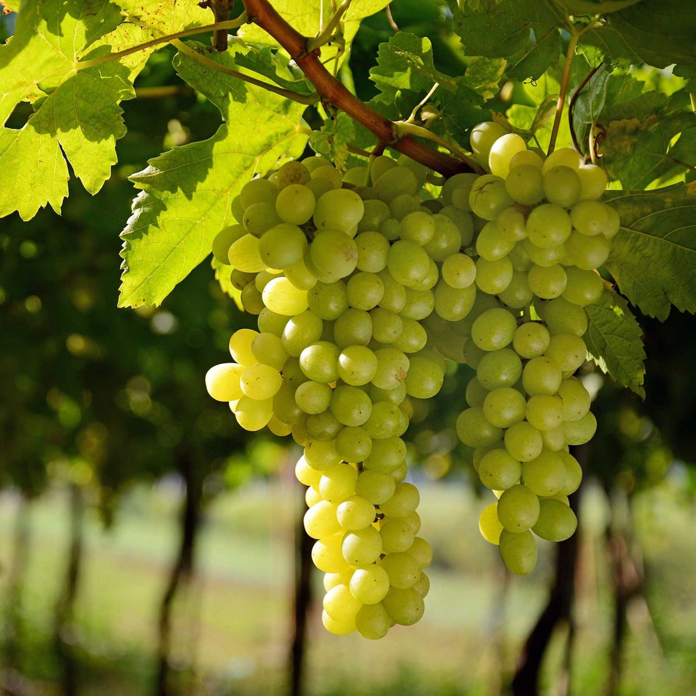 Виноград Сукрибе