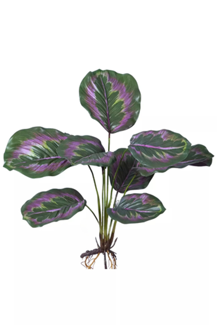 Калатея Литл принцесс куст из 9 листьев с корнями