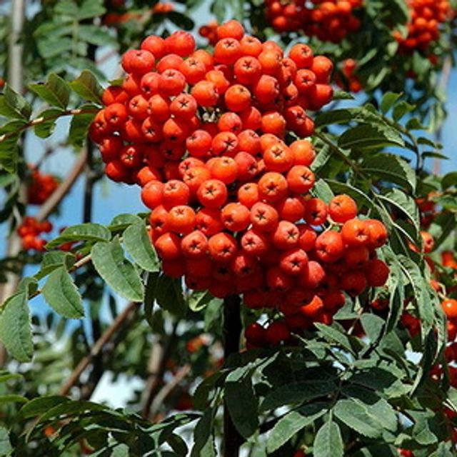 Рябина декоративная